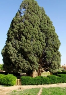 Abarkuh( Cypress tree, Aghazadeh house, Ice house, Gonbad-e Ali)